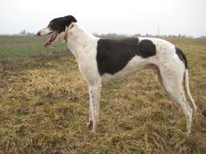 mascul ogar greyhound