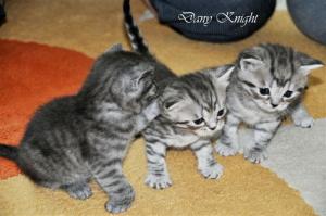 Vanzare pisici British Shorthair Tabby