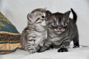 Vanzare pisici British Shorthair Tabby