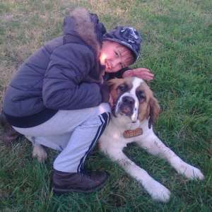 Ofer mascul din rasa Saint-Bernard spre imperechere