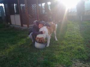 Ofer mascul din rasa Saint-Bernard spre imperechere