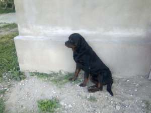 ofer mascul rottweiler pentru imperechere 1 an si 2 luni vaccinat carnet de sanatate