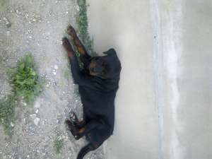 ofer mascul rottweiler pentru imperechere 1 an si 2 luni vaccinat carnet de sanatate