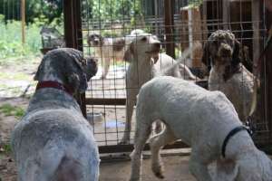Lagotto Romagnolo pt trufe.