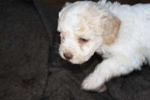 Lagotto Romagnolo pt trufe.