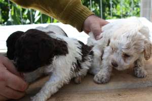 Lagotto Romagnolo pt trufe.