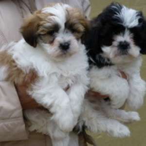 vand bichon havanese