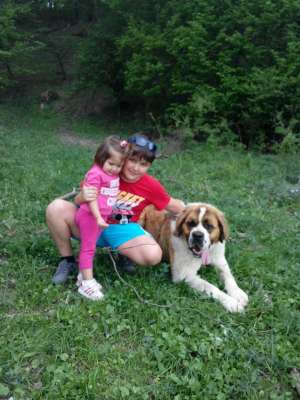 Ofer mascul Saint-Bernard la monta