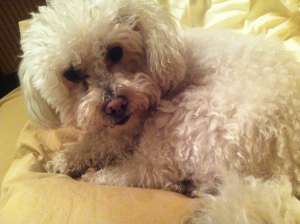 Pierdut Bichon Frise