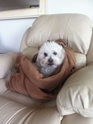 Pierdut Bichon Frise