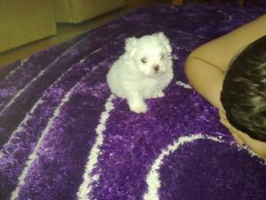 BICHON MALTESE TOY-direct de la crescator