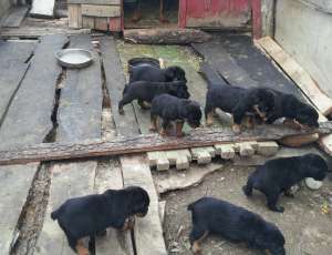 vand catei rottweiler pui