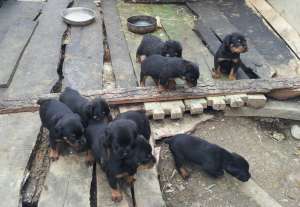 vand catei rottweiler pui