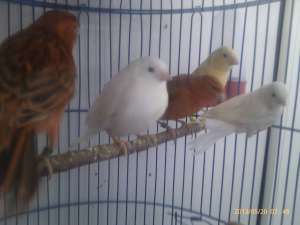 Vand canari