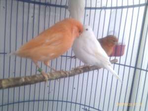 Vand canari