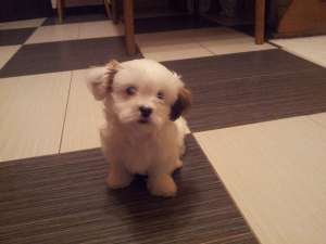 Bichon