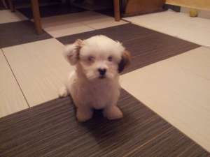 Bichon