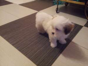 Bichon