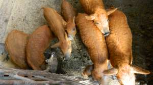Purcei mangalita rosii, blonzi si burta de rindunica