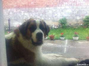 Saint Bernard