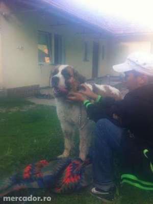 Saint Bernard