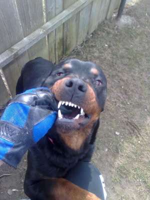 Rottweiler MONTA