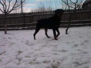 Rottweiler MONTA