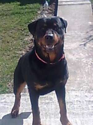 Rottweiler MONTA