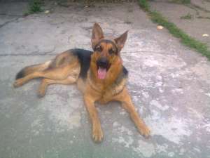 Imperechere ciobanesc german ( caine lup )