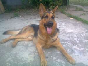Imperechere ciobanesc german ( caine lup )