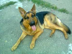 Imperechere ciobanesc german ( caine lup )