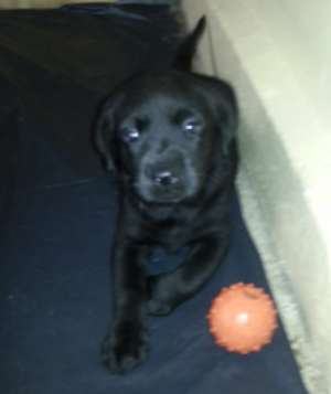 Vand catelusa neagra Labrador Retriever