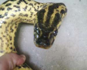 anaconda galbena