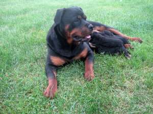 Vand puisori Rottweiler