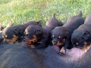 Vand puisori Rottweiler