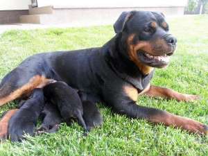 Vand puisori Rottweiler