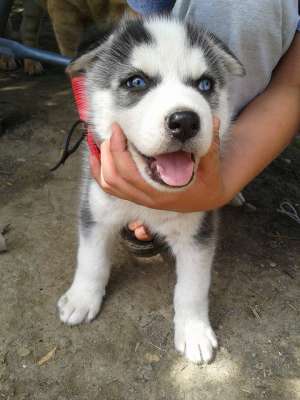 Vand pui husky siberian alb-negru