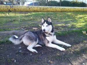 Vand pui husky siberian alb-negru