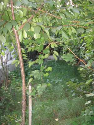 Apartament in bloc - 5 camere - Cotroceni