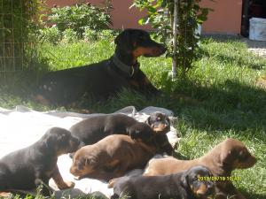prenotari pui doberman
