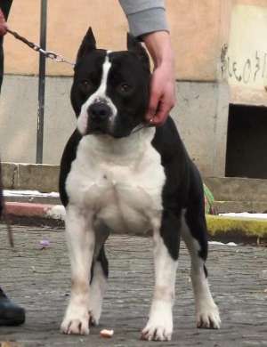 Vindem catei din rasa din Amstaff masculi si femele de 6 sapatamani cu carnet de sanatate,  vaccinat
