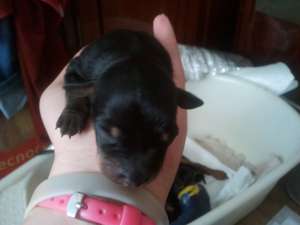 vind catei pinscher pitic