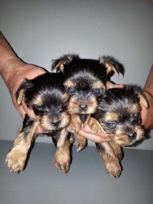 Vand pui Yorkshire terrier