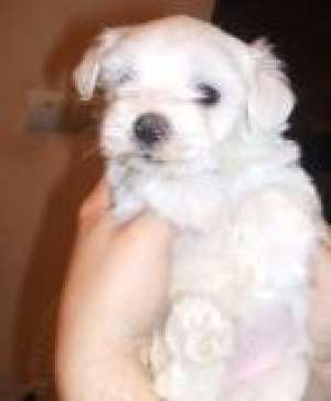 vand pui bichon maltez