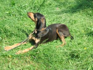 Vand caine de vanatoare rasele: Setter,  Brac German cu par sarmos,  Copoi Ardelenesc,  Copoi Slovac