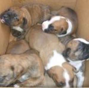 Vand catei rasa boxer german