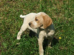 Vand caine de vanatoare rasele: Setter,  Brac German cu par sarmos,  Copoi Ardelenesc,  Copoi Slovac