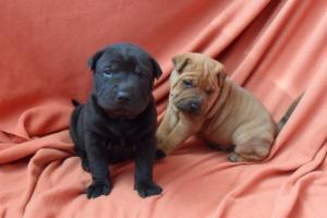 Vand caini Shar-Pei