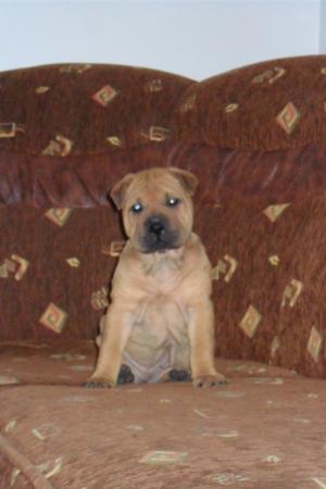 Vand caini Shar-Pei