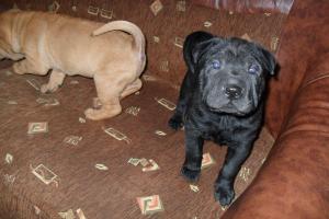 Vand caini Shar-Pei